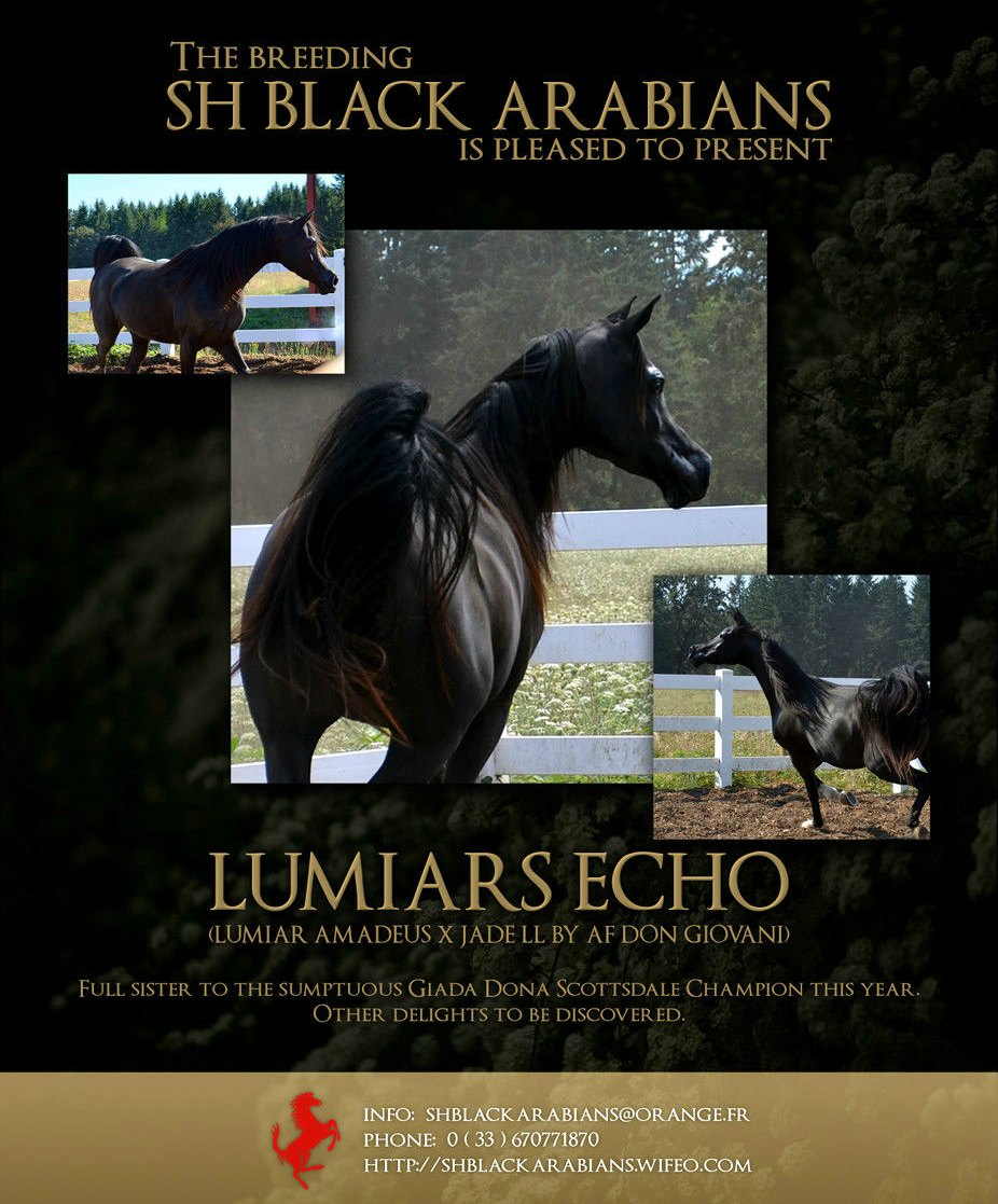 LUMIARS ECHO  BLACK FILLY